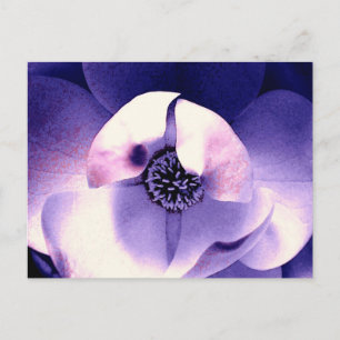 Magnoliablomning Vykort
