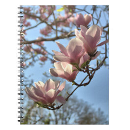 Magnoliaen blommar i vår anteckningsbok