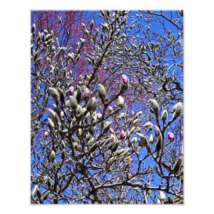 Magnoliaen samlas av knoppar fototryck