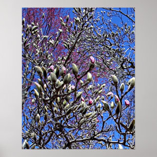 Magnoliaen samlas av knoppar poster