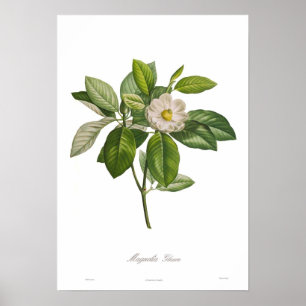 Magnoliaglauca Poster