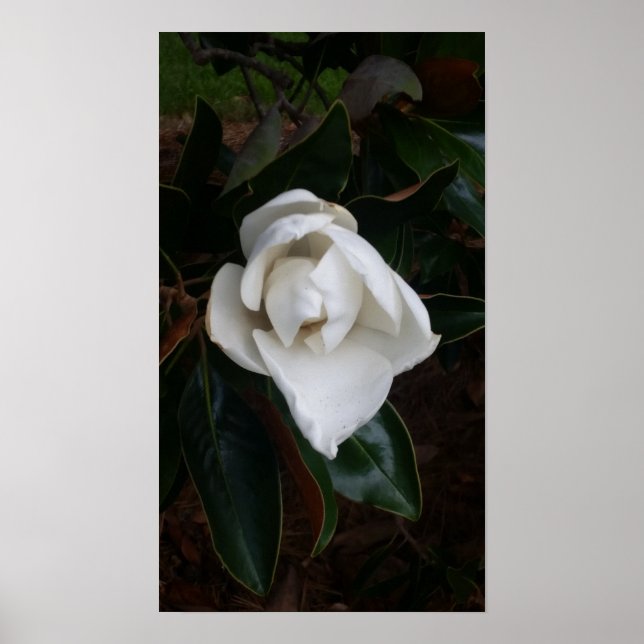 Magnolias av himlar boivin poster (Framsidan)