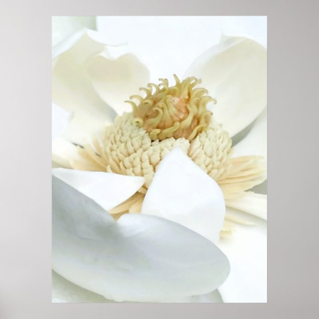 Magnolias blomning poster (Framsidan)