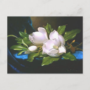 Magnolias on Blue Velvet - vykort