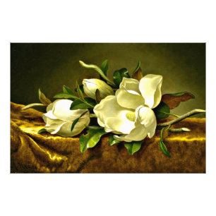 Magnolias vid Guld Velvet Trasa Fototryck