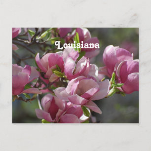 Magnolias Vykort