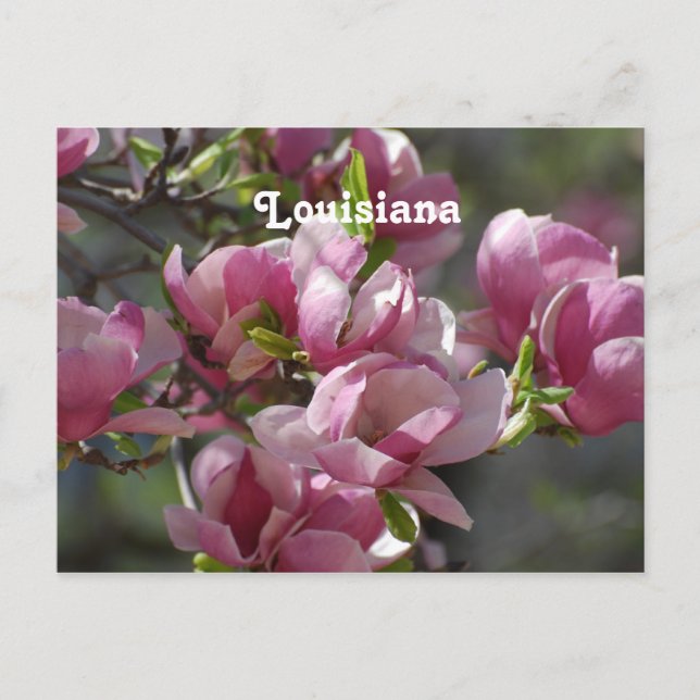 Magnolias Vykort (Framsida)