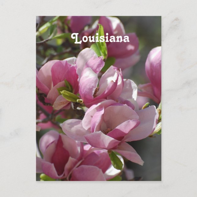 Magnolias Vykort (Framsida)