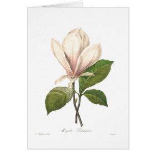 Magnoliasoulangiana Hälsningskort