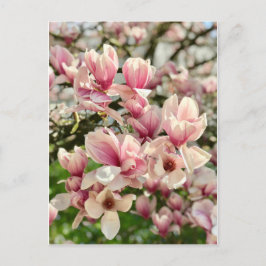 Magnolie Magnolienblüte rosa Vykort