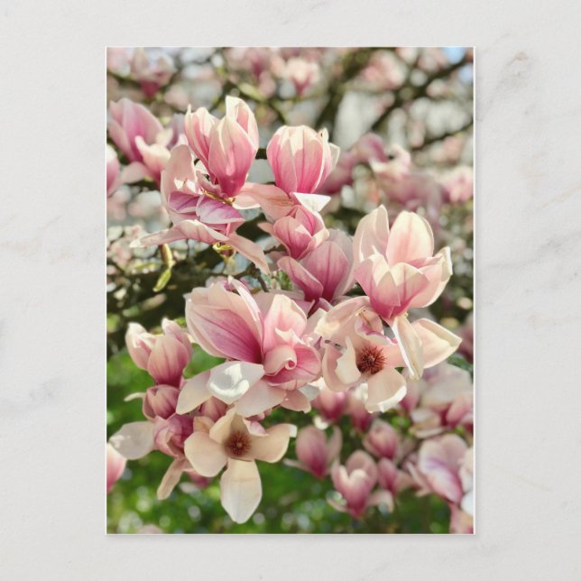 Magnolie Magnolienblüte rosa Vykort (Framsida)