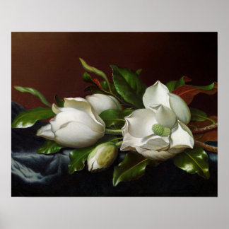 Magnolior på ljust blått av Martin Johnson Heade Poster
