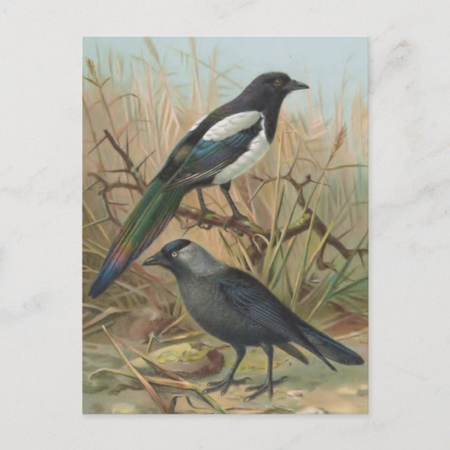 Magpie and Jackdaw Vintage Bird Illustration Vykort (Framsida)
