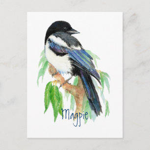 Magpie, Bird, Garden, Nature, Wildlife Vykort