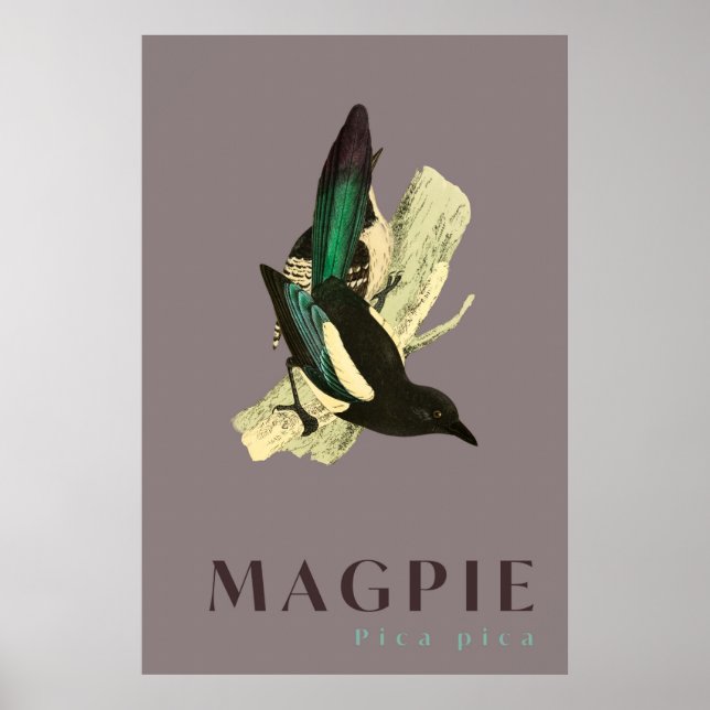 Magpie bird vintage affisch (Framsidan)