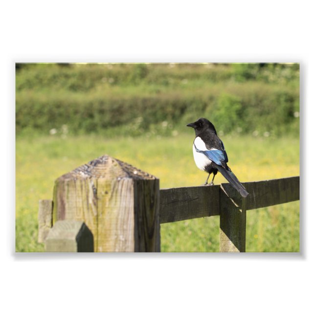 Magpie Fototryck (Framsidan)