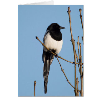 Magpie Hälsningskort