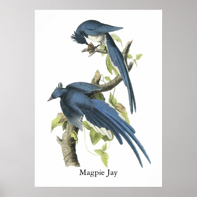 Magpie Jay, John Audubon Poster (Framsidan)