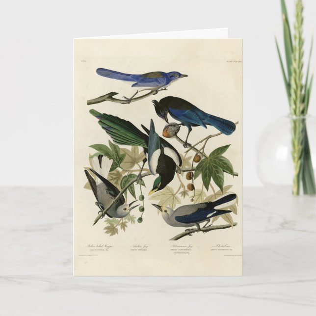Magpie Jays & Nutcracker Audubon Birds of America Kort (Framsida)