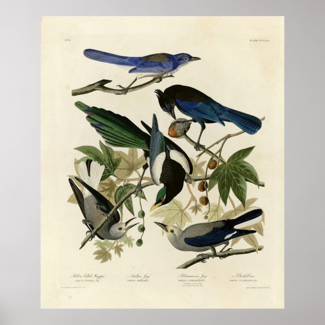 Magpie Jays & Nutcracker Audubon Birds of America Poster (Framsidan)