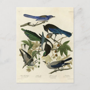 Magpie Jays & Nutcracker Audubon Birds of America Vykort