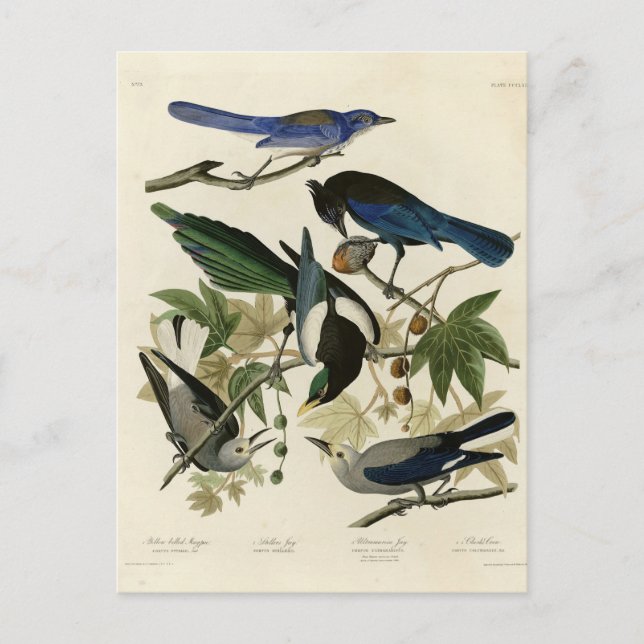 Magpie Jays & Nutcracker Audubon Birds of America Vykort (Framsida)