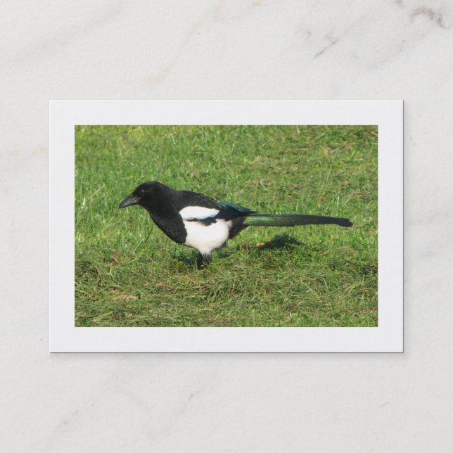 Magpie (kantad) visitkort (Framsida)