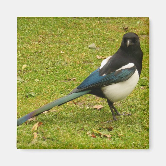 Magpie Magnet (Framsidan)