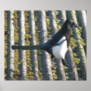 Magpie med en beständig öga-utskrift poster