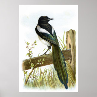 Magpie Poster