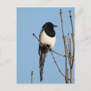 Magpie Vykort