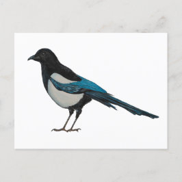 Magpie Vykort