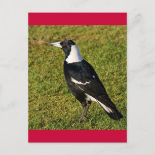 Magpie Vykort