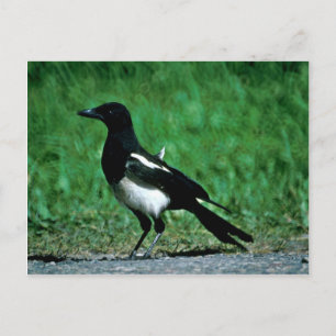 Magpie Vykort