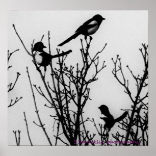 Magpies är Holland Poster