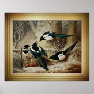 Magpies Round A Dead Female Capercaillie Poster