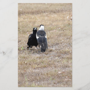 MAGPIES RURAL QUEENSLAND AUSTRALIA