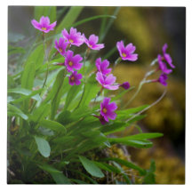 Maguire Primrose Vildblomma Foto © Sandy Long