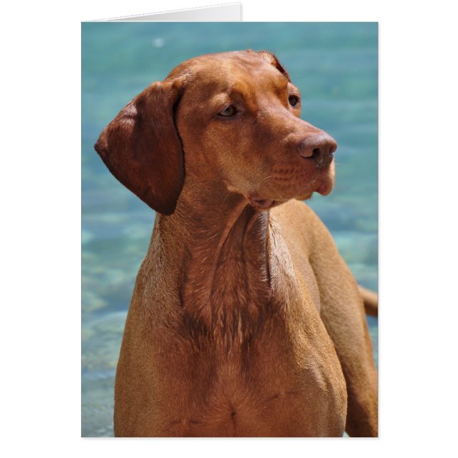 Magyar Vizsla Hund Hälsningskort (Framsidan)