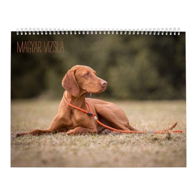 Magyar Vizsla Hunde Kalender (Omslag)
