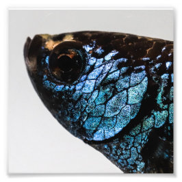 Mahachai Betta Fish Fototryck