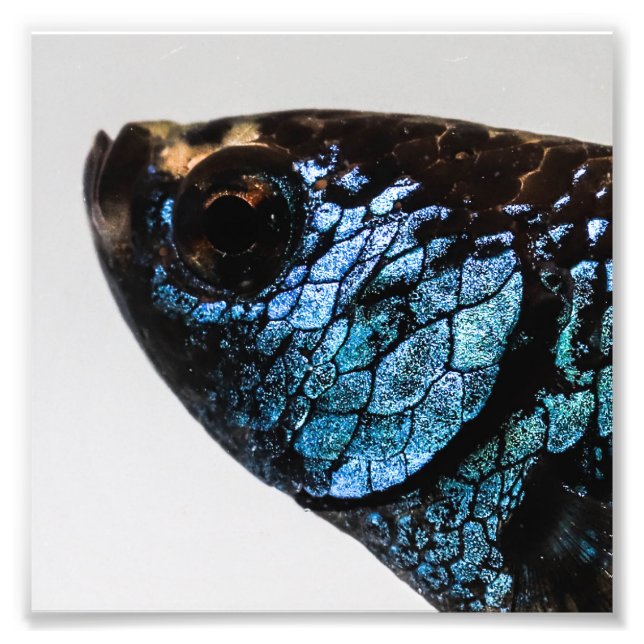 Mahachai Betta Fish Fototryck (Framsidan)