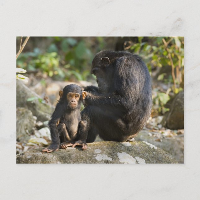 Mahalebergen Nationalpark, Tanzania Vykort (Framsida)