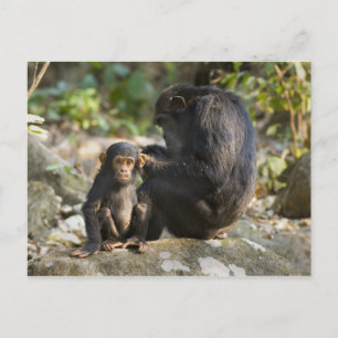 Mahalebergen Nationalpark, Tanzania Vykort