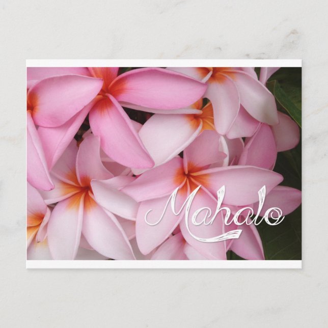 Mahalo Rosa Plumeria Card Vykort (Framsida)