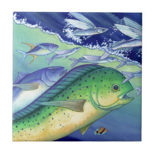 Mahi Mahi (delfinfisk) som jagar flygfisken Kakelplatta
