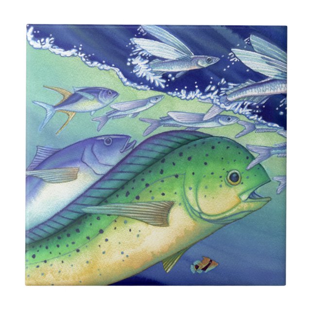 Mahi Mahi (delfinfisk) som jagar flygfisken Kakelplatta (Framsidan)