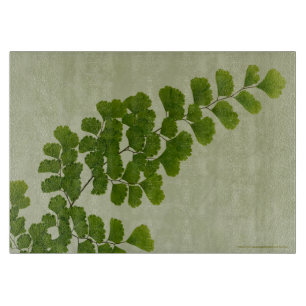 Maiden Hair Fern Frond