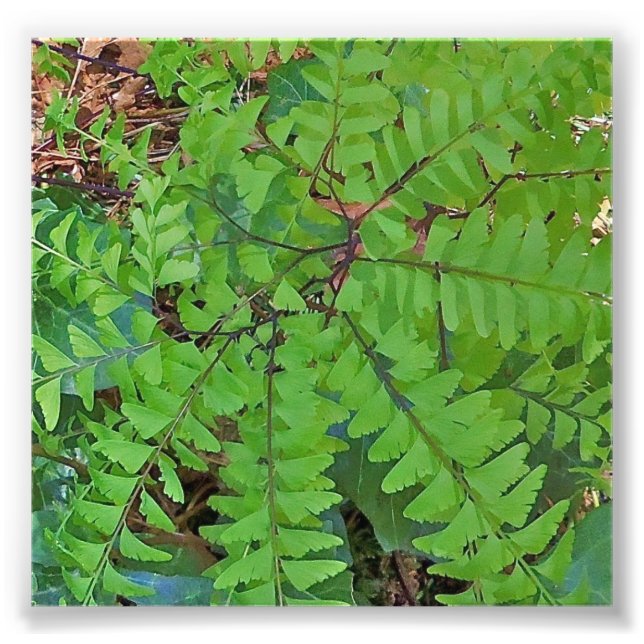 Maidenhair Fern Fototryck (Framsidan)