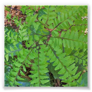 Maidenhair Fern Fototryck